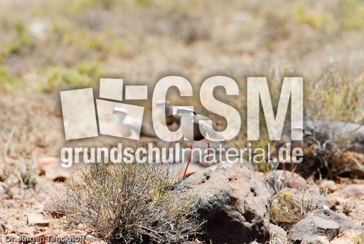 Goldregenpfeifer (2 von 3).jpg